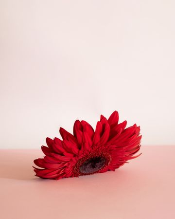Spring red flower with pastel background colors