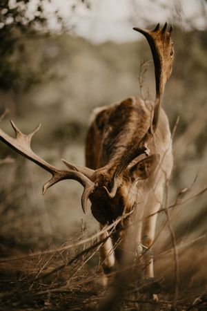 Elk eating leaves in countryside
