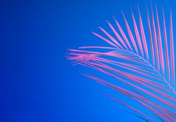 Tropical leaf in bold pink and blue gradient holographic neon colors on bright blue background