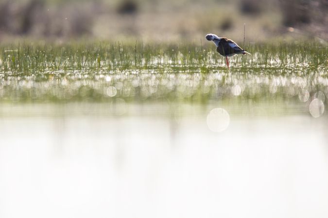 Wild bird walking on water