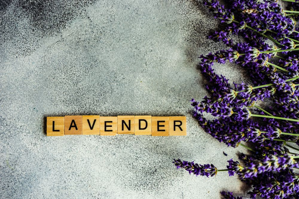 Summer card concept with lavender flowers and blocks spelling it out