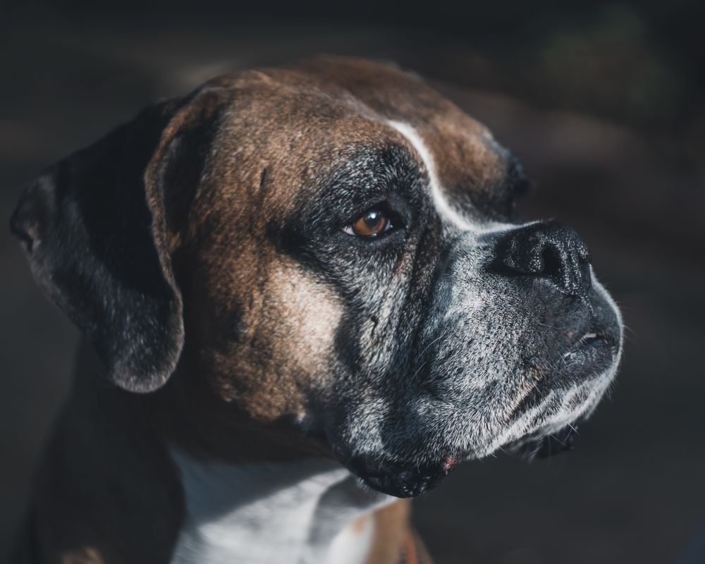 Portrait of dog spending time in street