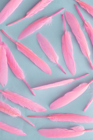 Soft feathers pastel pink on a soft pastel blue background
