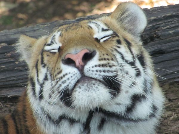 Tiger Face