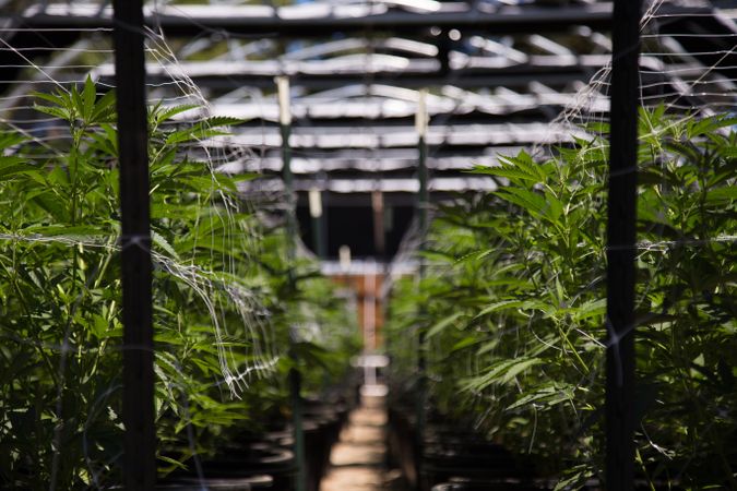 A free walk way between rows of marijuana plants