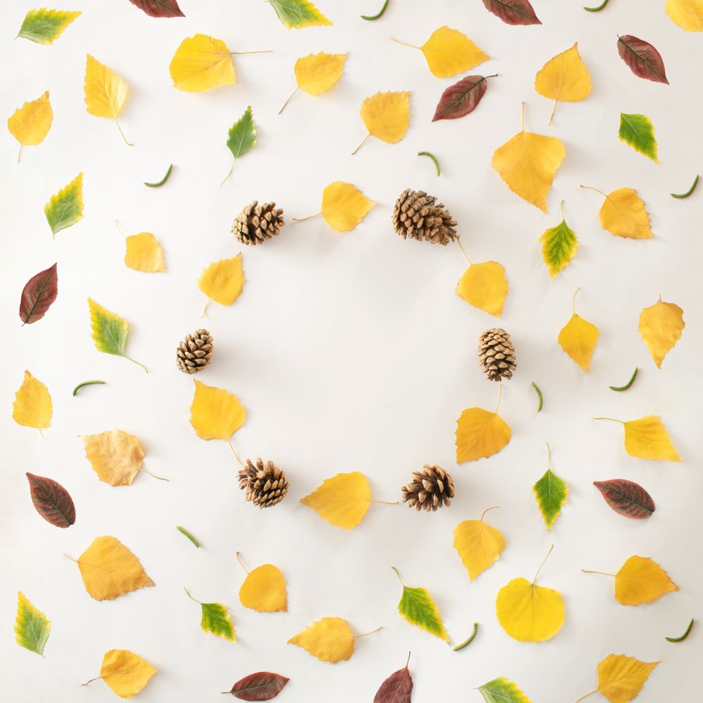 Circle of yellow and pinecone surrounded by multicolored leaves