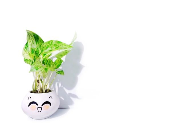 vase of devil's ivy flower