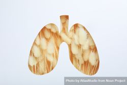 Lung shape cut out of paper with dried rabbit tail underneath bxJGB5
