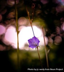 Purple bellflower in a field with selective focus 48ErJb