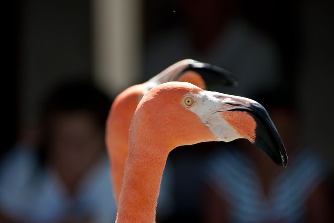 Two pink flamingos head in close-up