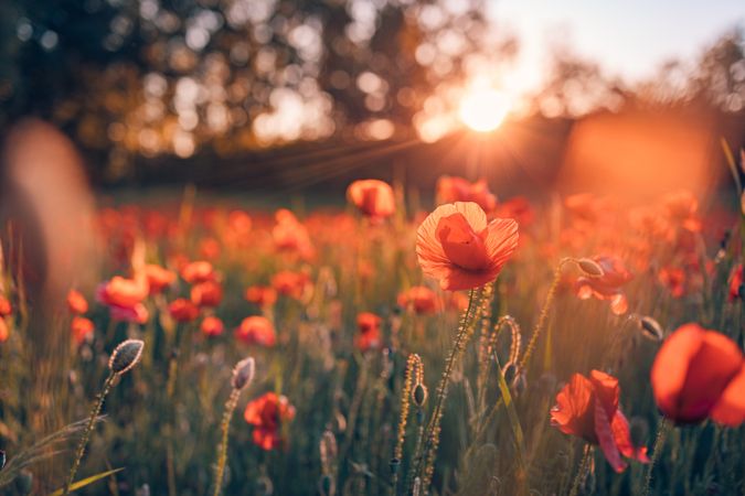 Many poppies in a field at sunset