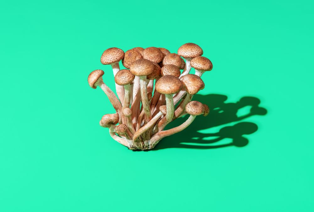 Wild edible mushrooms bundle isolated on a green background
