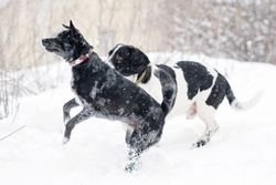 Playful Snowbound Pups