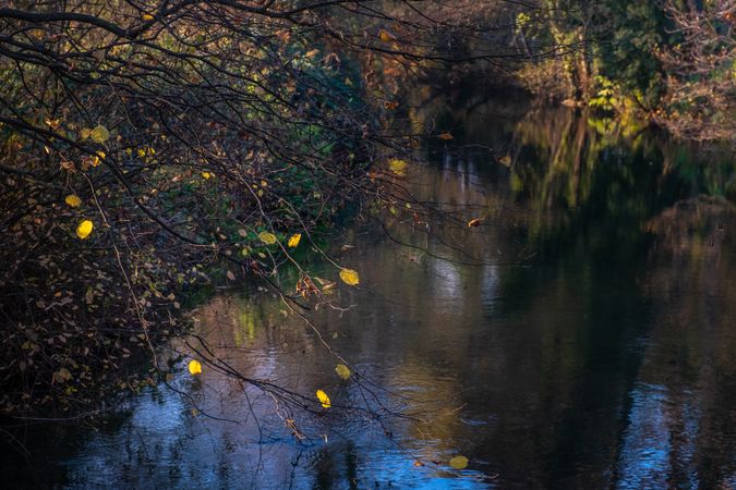 Yellow leaves on a tree above a river