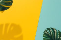 Tropical leaves with shadow on blue and yellow background