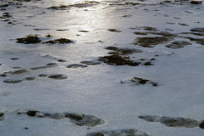 snow and wet sand on beach