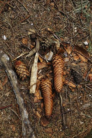 Fir needles cones and roots on ground