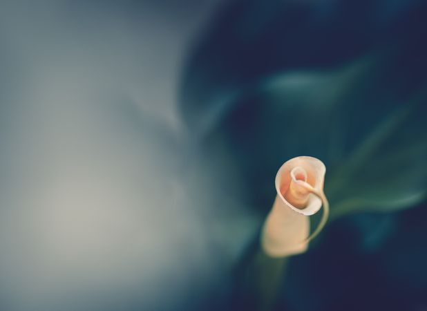 Pretty flower growing in garden