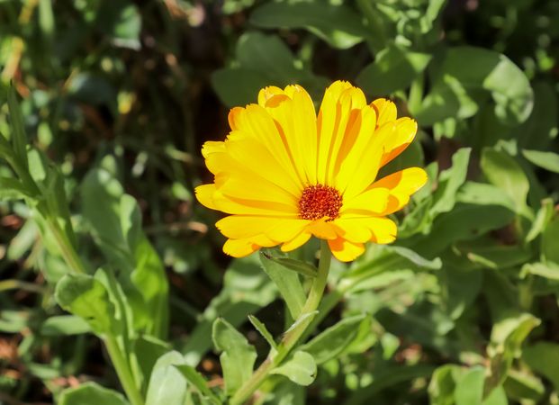 Beautiful flowers in a european garden in different colors