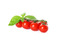 Green branch with fresh cherry tomatoes and basil isolated on light background. Ripe vegetables