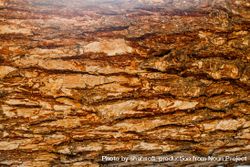Texture of brown tree bark 5kqoGb