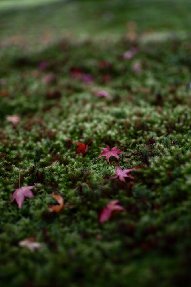 Green grass with red flower petals