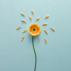 Orange flower on blue background with petals