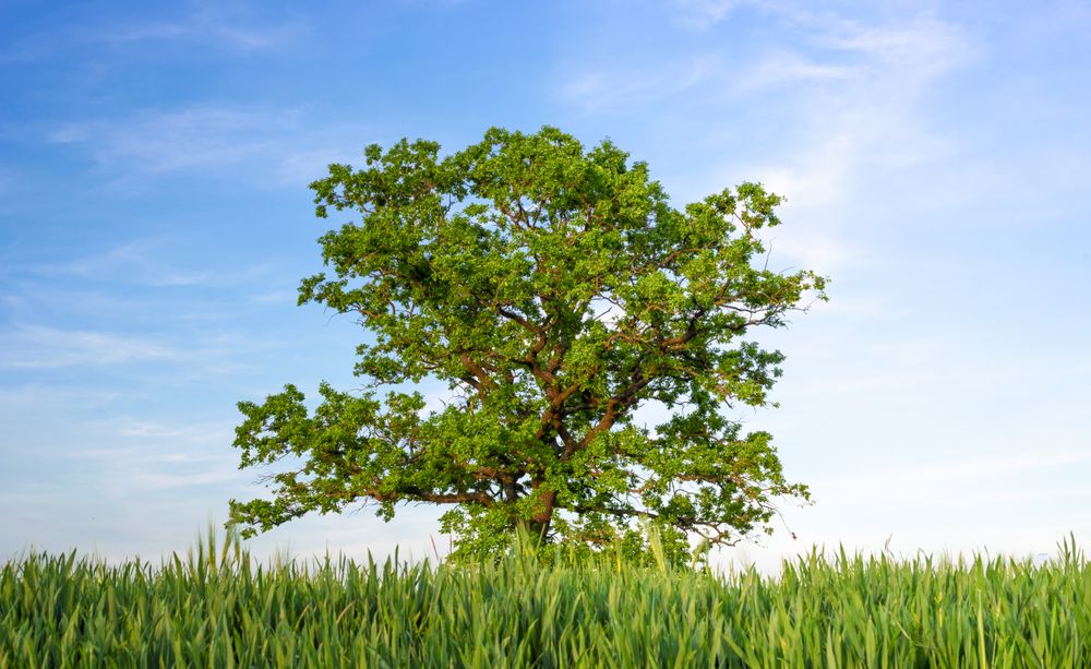 Single oak tree under a blue sky