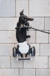 Dog with wheelchair on street