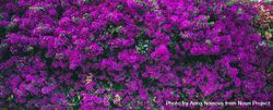 Bougainvillea tree flowers 5zjOX5