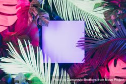 Creative fluorescent color layout made of tropical leaves with neon light square 5pp9v5