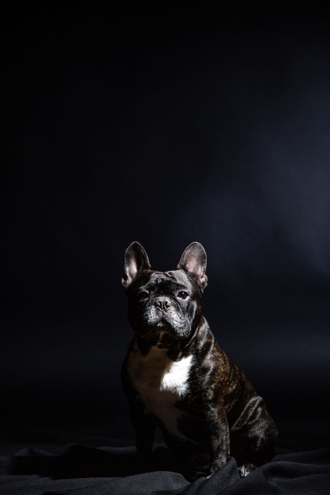 Old bulldog posing in studio