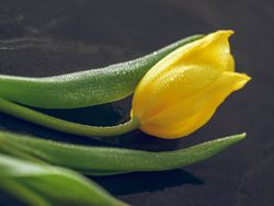 Yellow tulip on dark table