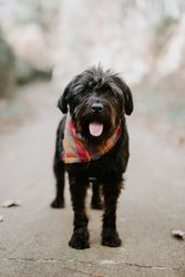 Big dog waiting on the street