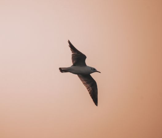Seagull flying in mid air