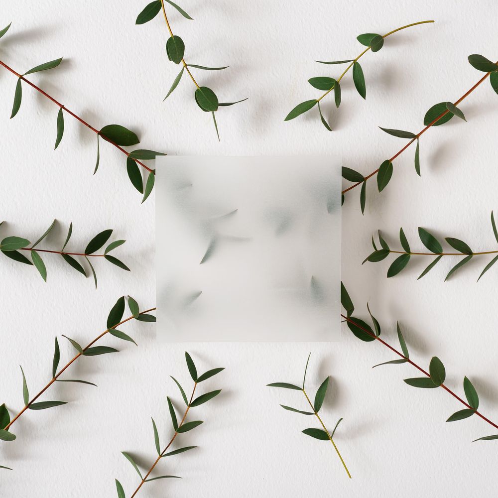 Eucalyptus leaves on light background