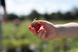 Hand of kid holding a strawberry