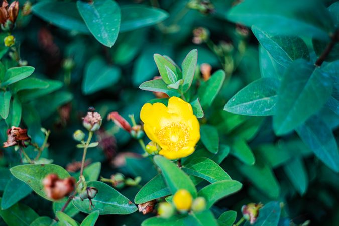 Yellow ranunculus flowers in the garden