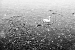 Swan and chicks swimming on lake in winter