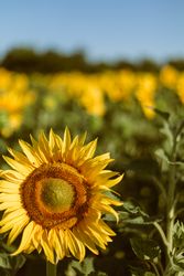 Bright colorful sunflower in sunlight