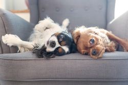 Two cavalier spaniels lounging on grey seat