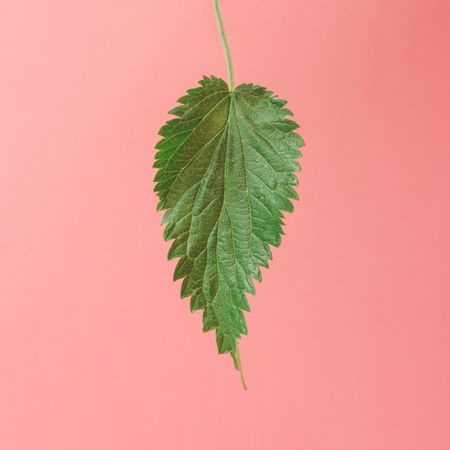Nettle leaf on pink background