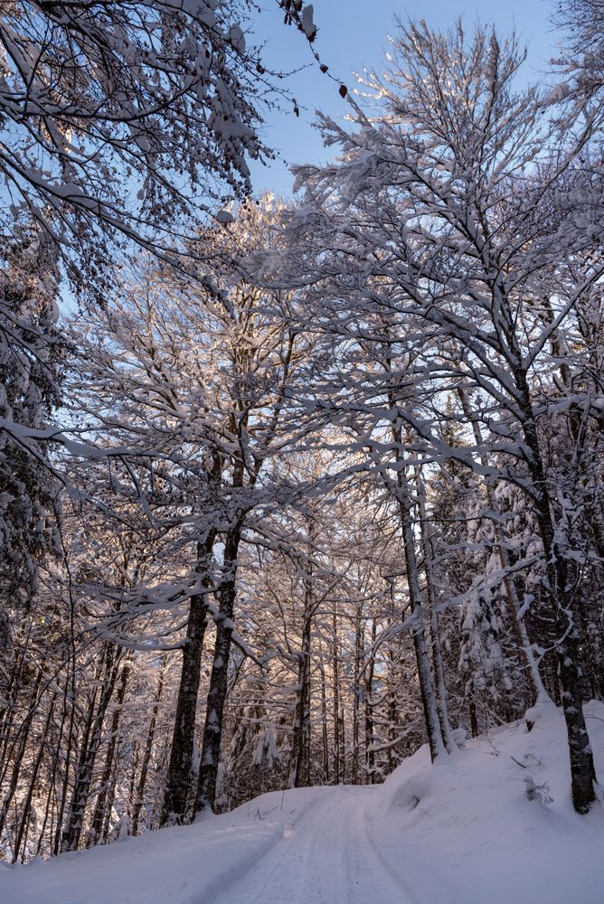 Road through the snowy forest on a sunny day in December in the Bavarian Alps.
