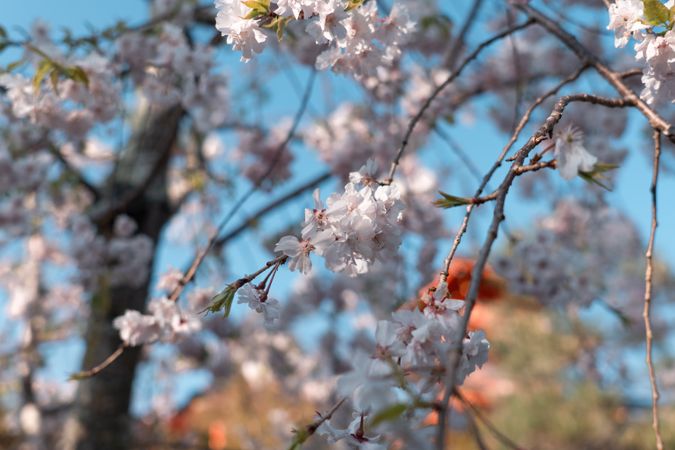 Somei Yoshino sakura
