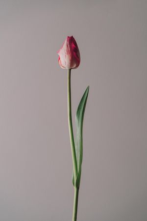Single tulip on cream background