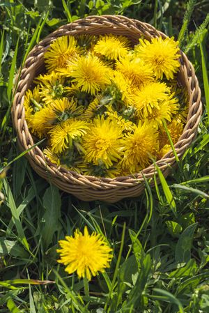 Beautiful closeup of harvested dandelions on grass
