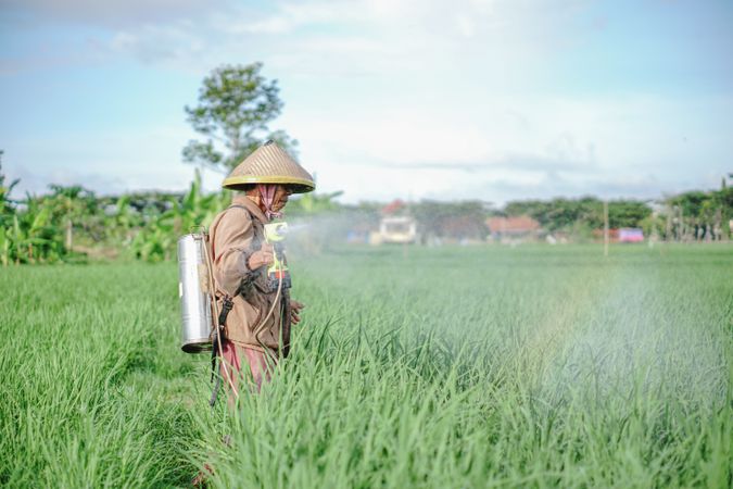 Mature male farmer spraying pesticide on rice green field