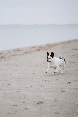 Dog running on beach near sea
