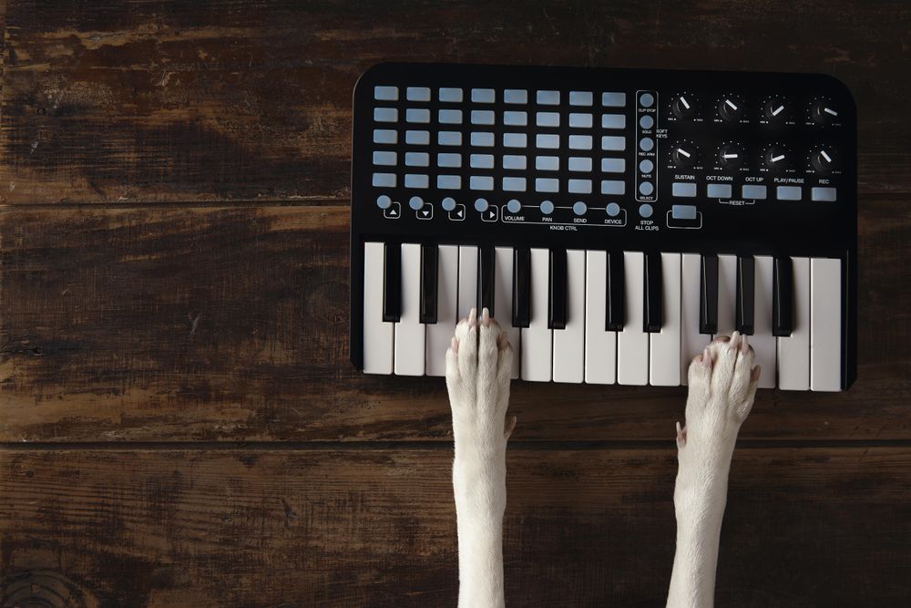 Top view two dog paws on midi piano compact wireless keyboard mixer plays melody