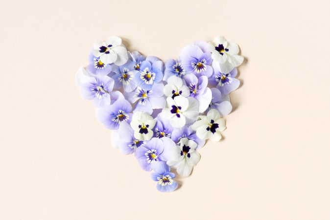 Purple viola flowers in heart shape on a neutral background
